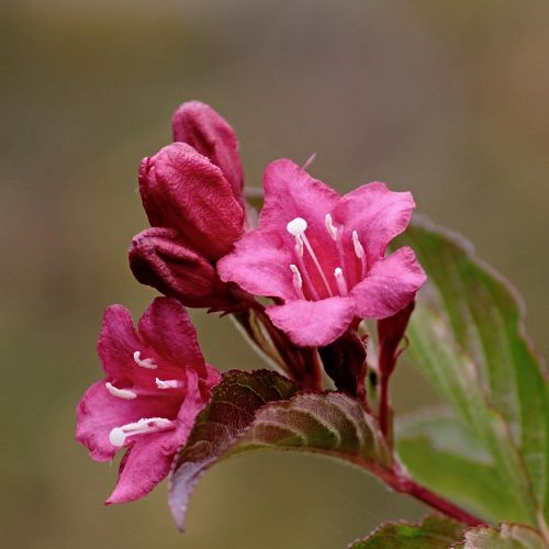 WEIGELA